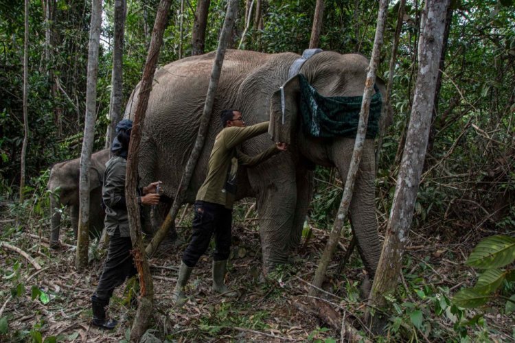 Mitigasi Konflik Gajah Sumatera dengan GPS Collar di TNTN