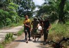 Telusuri Jalan 1,5 Kilometer Dengan Gerobak Sorong, Satgas TMMD Kodim 0313/KPR Langsir Material Rumah Ibu Diasan