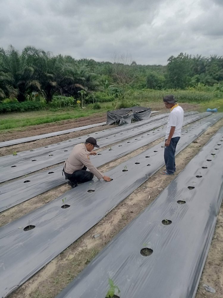 Tingkatkan Ketahanan Pangan,  Bhabinkamtibmas Aipda Wempi Kamri Sambangi Lahan Bergizi Warga Binaan
