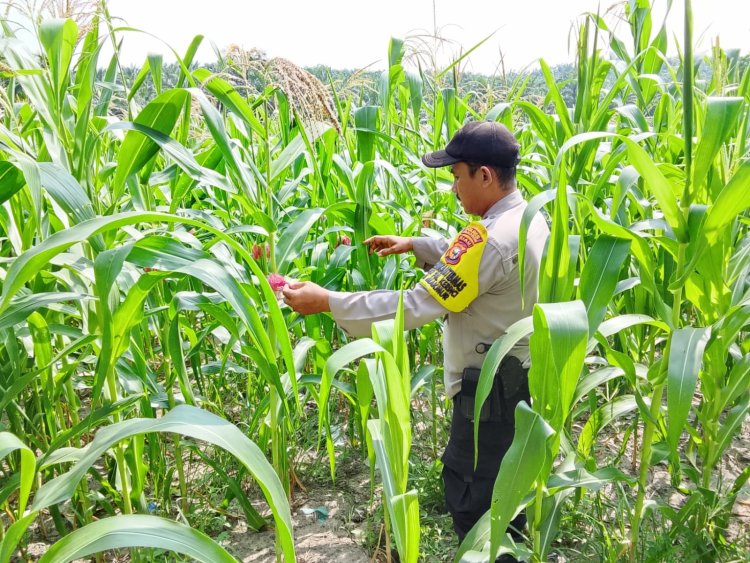 Bhabinkamtibmas Desa Makmur Monitor Pertumbuhan Jagung Pipil di Lahan Kelompok Tani Makmur Jaya